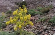 صادرات پنجاه میلیون دالری آنغوزه ی افغانستان به هند