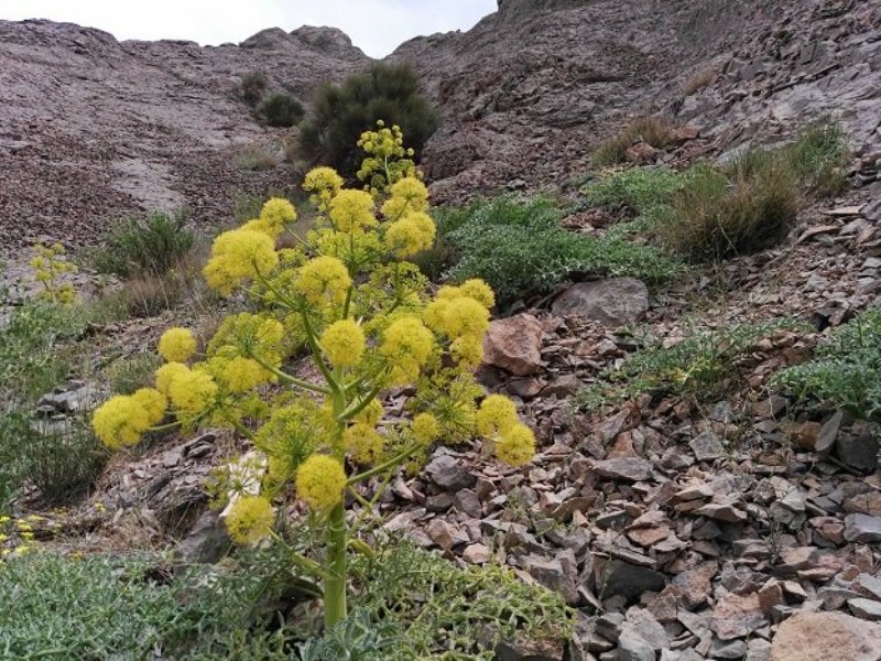 صادرات پنجاه میلیون دالری آنغوزه ی افغانستان به هند